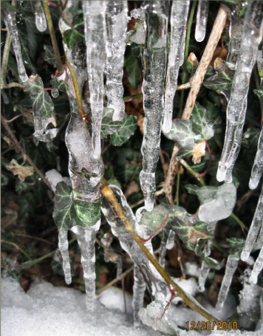 Icicles - 26th Dec. 2010 Copyright - Tricia Mason