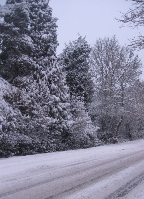 Winter  in the English Midlands. Copyrighty Tricia Mason. Dec 2010