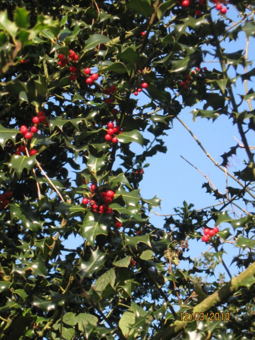 Holly. Dec 2010. Copyright Tricia Mason