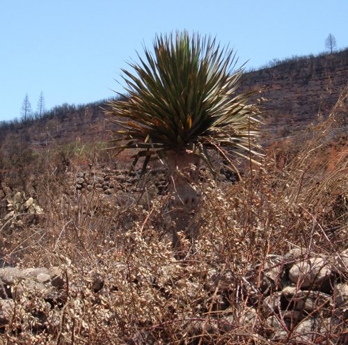 Dragon Tree survivor