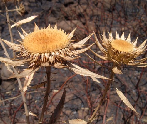 Carline Thistle