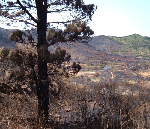 One of thousands of pines that burned