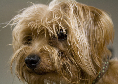 Yorkie Internet Business?