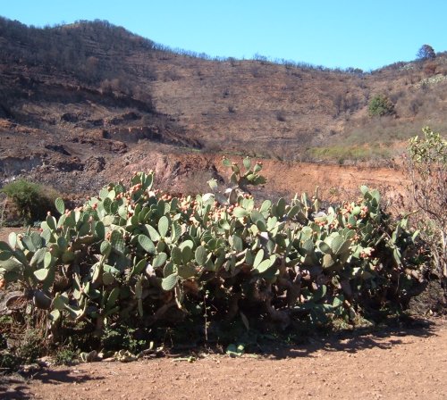 Cactus hedge Photo by Steve Andrews