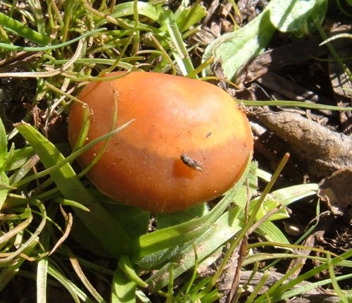A mushroom Photo by Steve Andrews