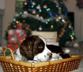 Don't give a puppy as a gift without prior consideration and planning.