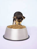 It should cost less to feed a small dog than a big one!
