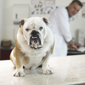 The vet bill may not be as challenging as the patient is.....