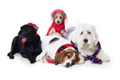 Some dogs require clothes for warmth in winter, others have human companions who just like to dress them up!