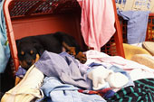 Laundry baskets have been a favourite sleeping space for several of our dogs.