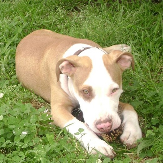 Pit Bull Puppy