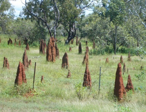 Little ant hills (termite mounds actually