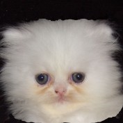 nandor profile image