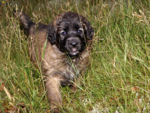 Leonberger puppy!