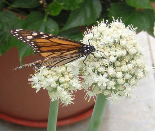 Monarch on onion flower