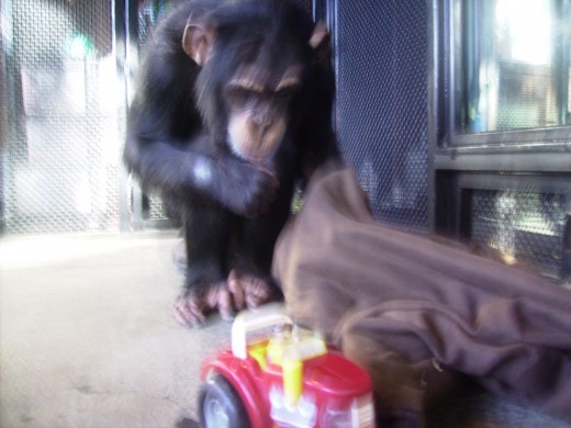 Bow with his 2010 Christmas presents
