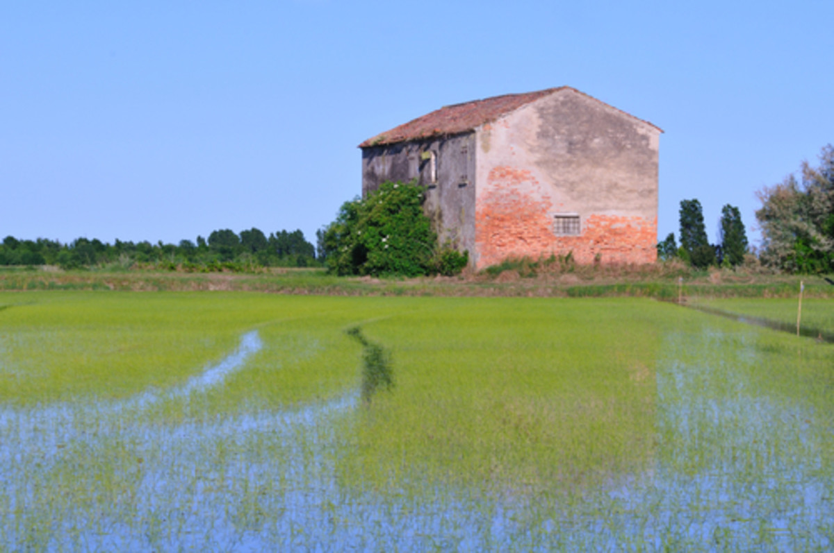 Rice field in northern Italy Image:  Roberto Cerruti|Shutterstock.com 