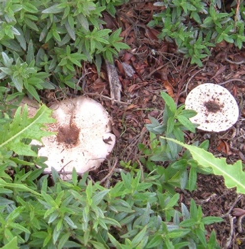 Wild Wood Mushrooms. Photo by Steve Andrews