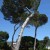 Pine trees show the effect of the frequent winds which blow up and down the mountain Pine trees show the effect of the frequent winds which blow up and down the mountain
