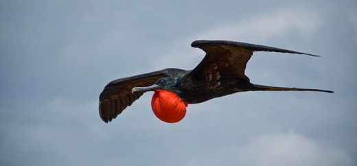 Frigatebird in Flight 