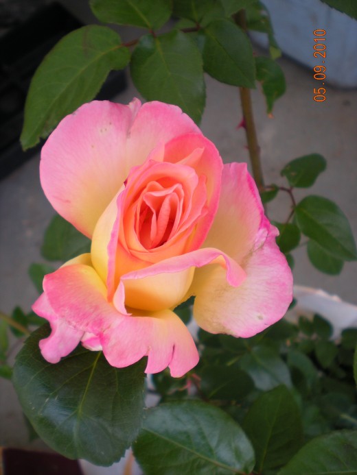 Rose