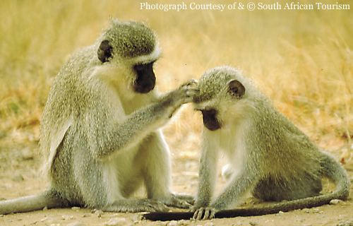 Grooming strengthens the bond