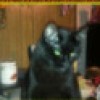bunnylover779899 profile image