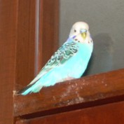 flying higher profile image