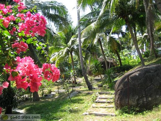 Butterfly Garden