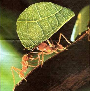 Worker ant carrying parcel of leaf
