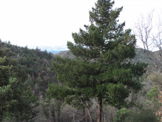 A serene pine tree in the San Bernardino Mountains.