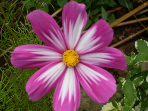 Following the rules above, I grew so many cosmos that I sold some at a car boot sale. All for the price of  a packet of seed.  Bargain at 99p