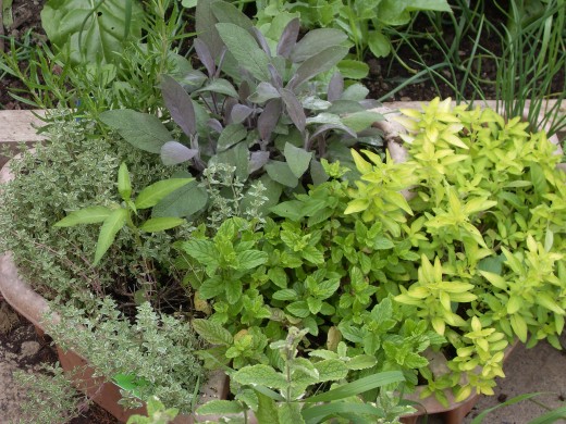 A wide selection of herbs can be grown from seed