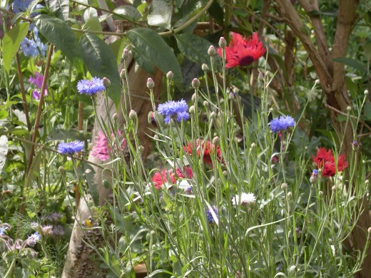 All these flowers were grown from seed for less than three pounds.  The seed has been gathered to use next year