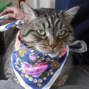 nekolife profile image