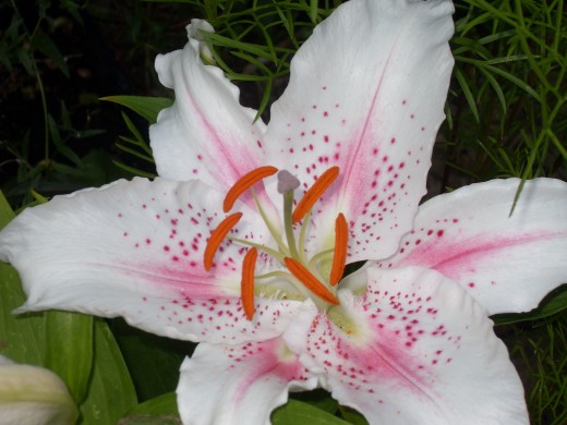 An Oriental lily, the perfume was smelt all around the garden