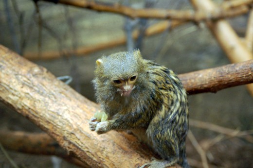 Pygmy Marmoset | HubPages