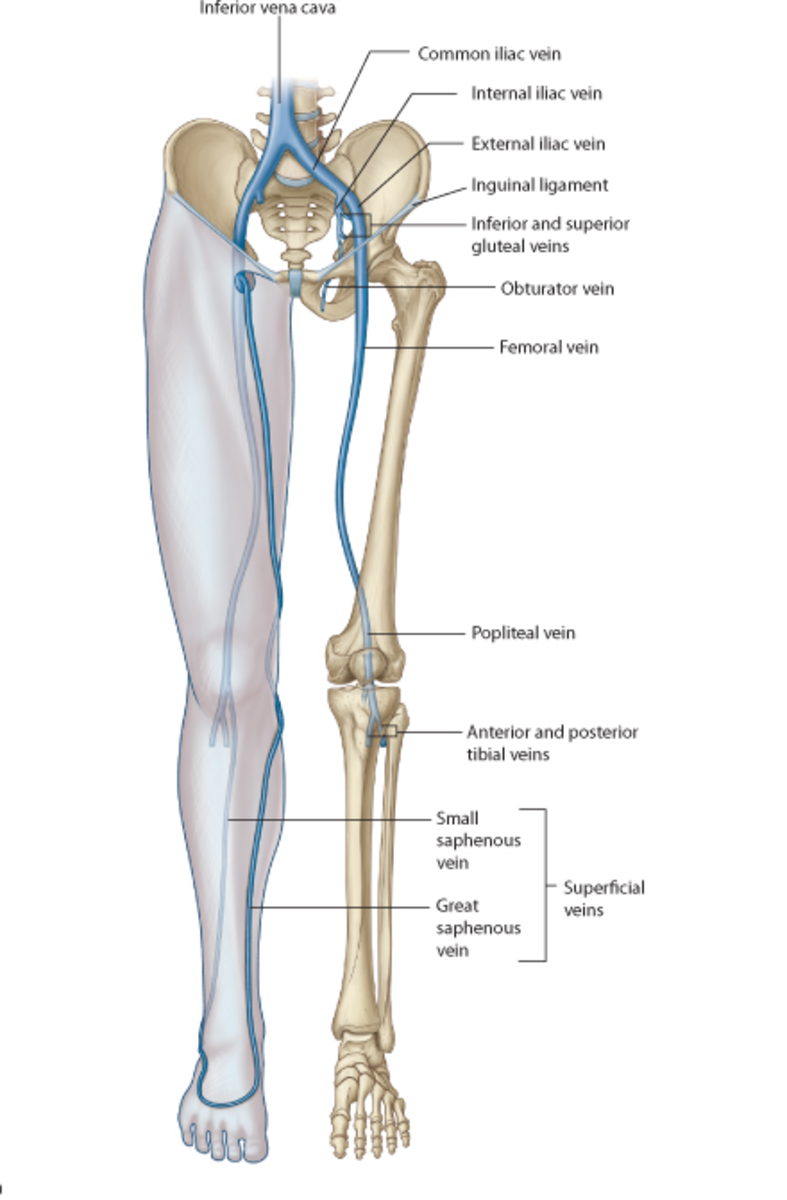 Anatomy of the knee (Bones Muscles Arteries Veins Nerves ...