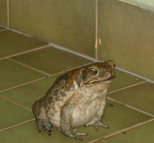The beauty that is Cane Toad