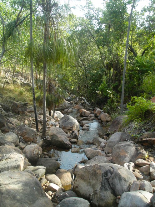 A cool glade