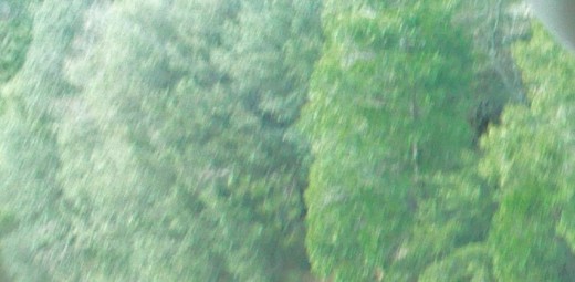 I used photo editing software to zoom in on a small patch of evergreen trees that I photographed on Highway 18.