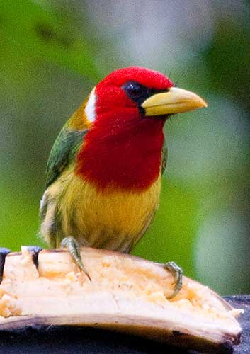 Red-headed Barbet (Eubucco bourcierii)
