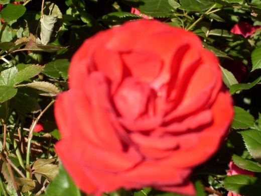 This rose bush has given me masses of blooms for the last seven years.