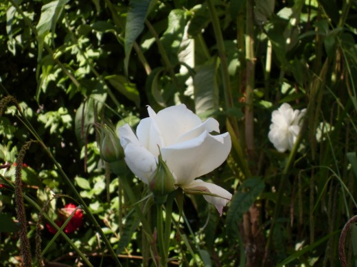 My Iceberg rose bush