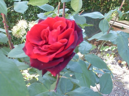 My favourite rose in my garden, I wish I could remember it's name