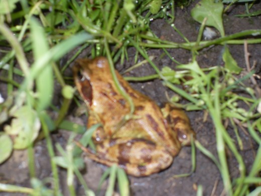 He was lovely until he leapt at me, sending me screaming up the path.