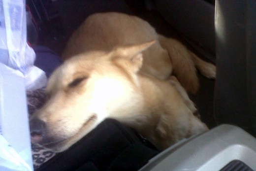 Driving back home to Knoxvegas, Busa couldn't stay awake any longer and passed out on our luggage in a very awkward position.