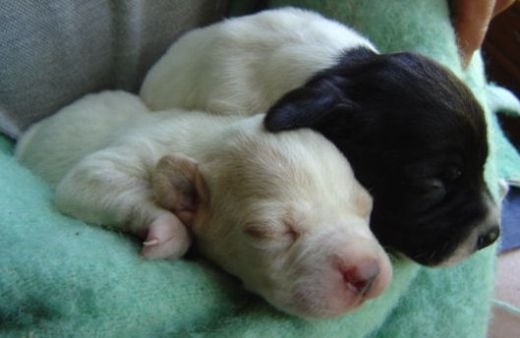 Our cute pups shortly after birth
