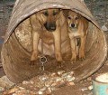 Why do people get a pet dog and then keep or leave it outside?