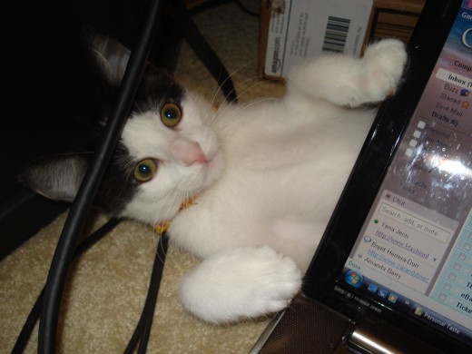 My second kitten: Kimbab